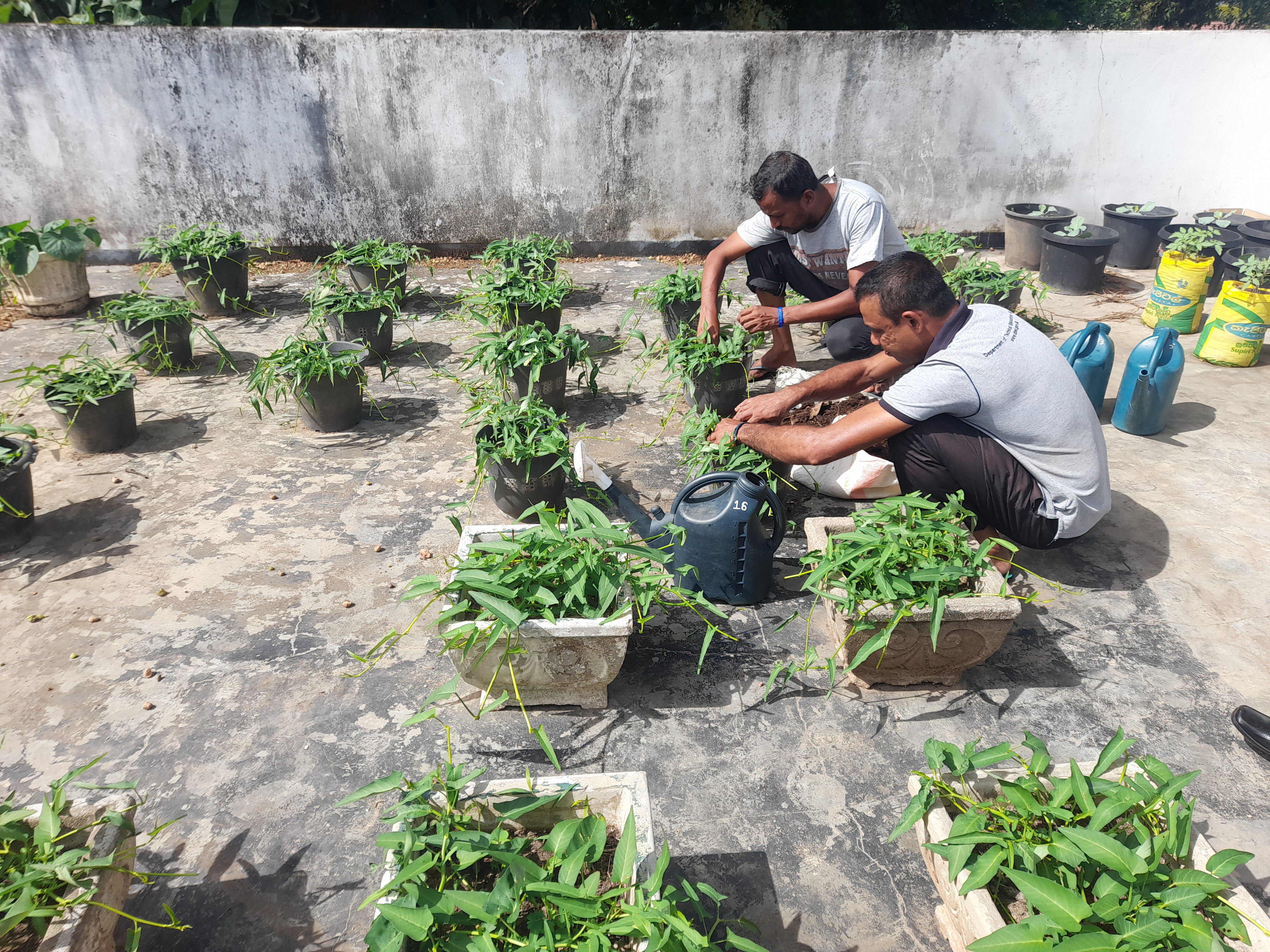 A battle for the future; food plantation program within university premises